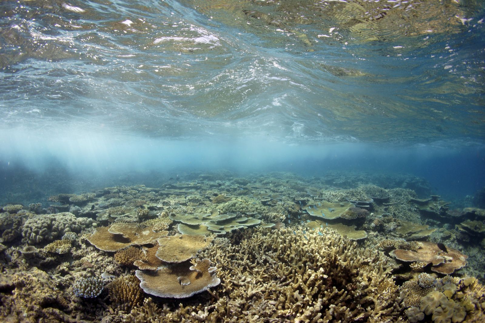 Primary photo of Moore Reef