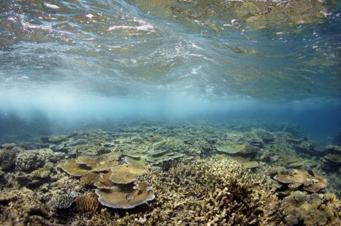 Photo of Moore Reef