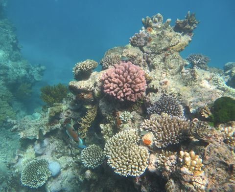Photo of Norman Reef