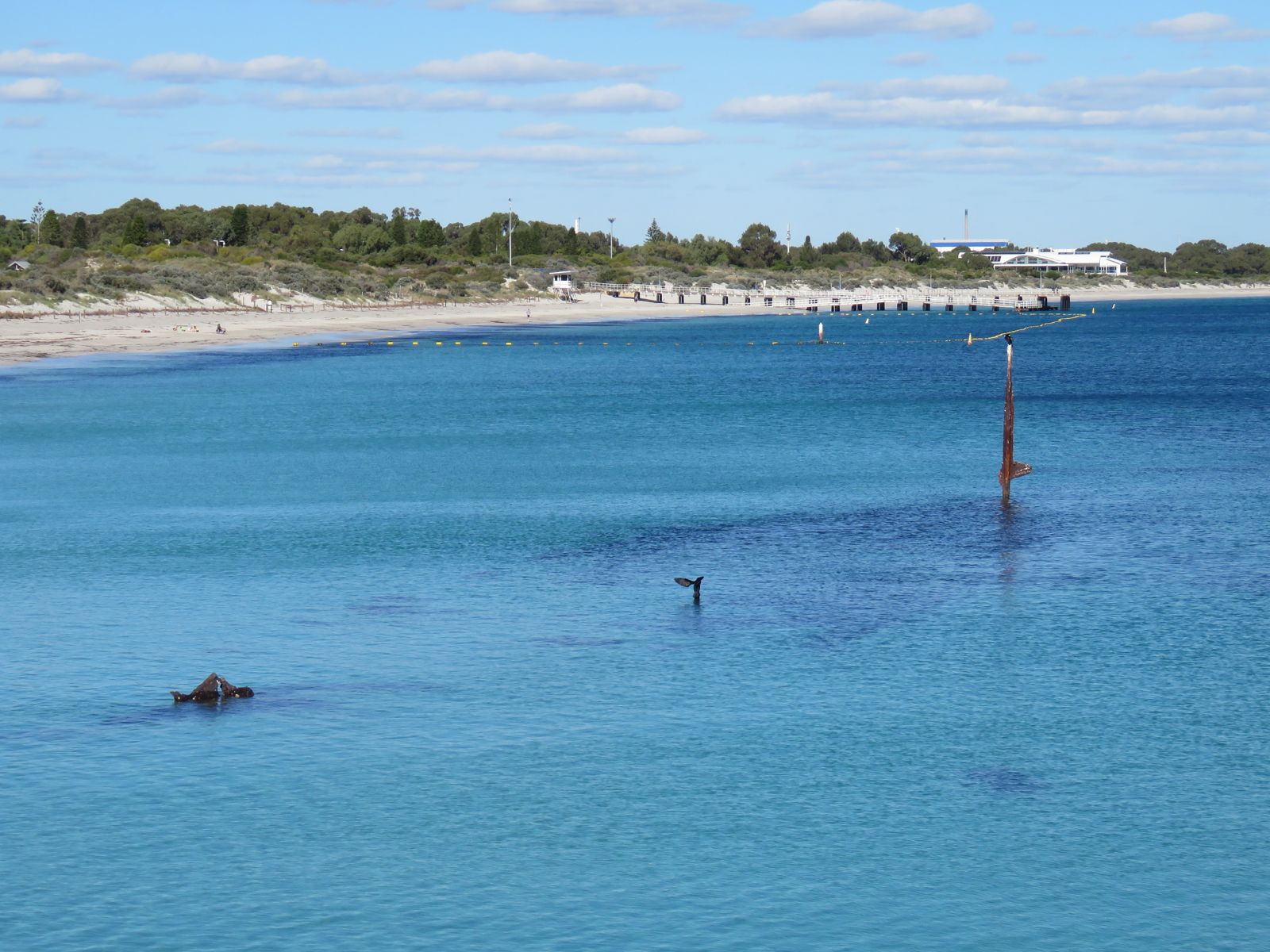 Primary photo of Omeo Wreck (Coogee Maritime Trail)