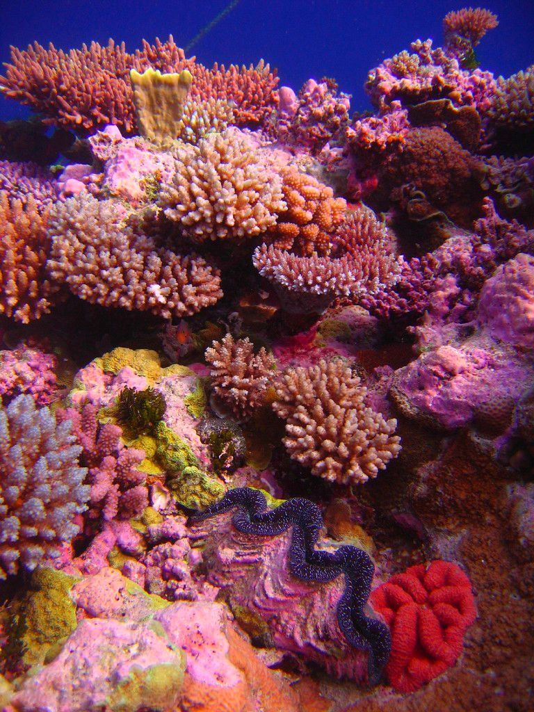 Primary photo of Osprey Reef