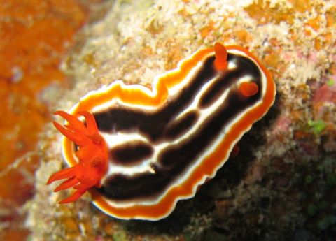 Photo of Pinnacle Reef