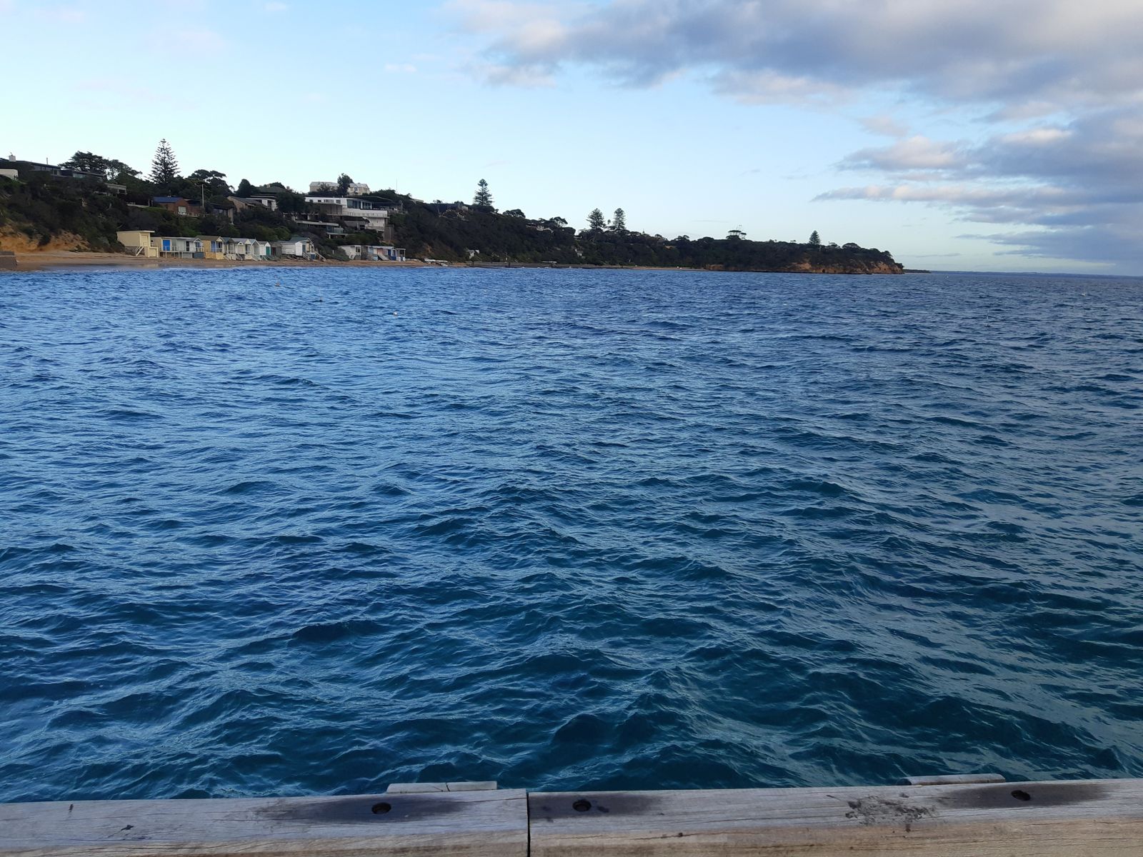 Primary photo of Portsea Sea Dragon Colony