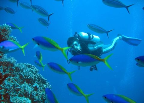 Photo of Ribbon Reefs