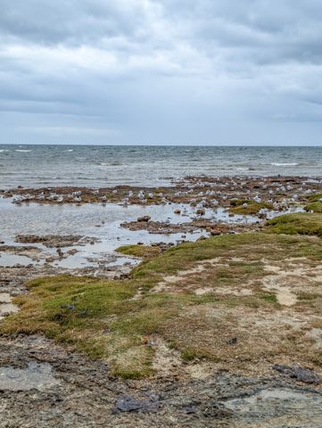 Photo of Ricketts Point Marine Sanctuary