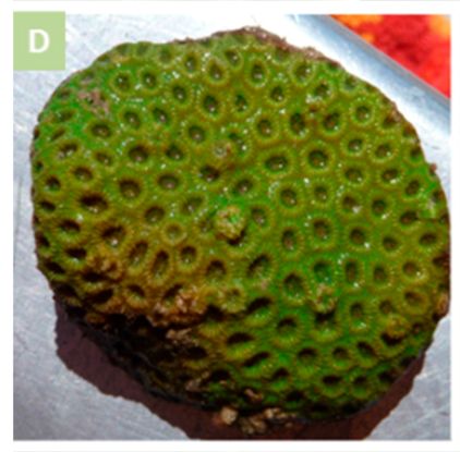 Primary photo of Roe Reef