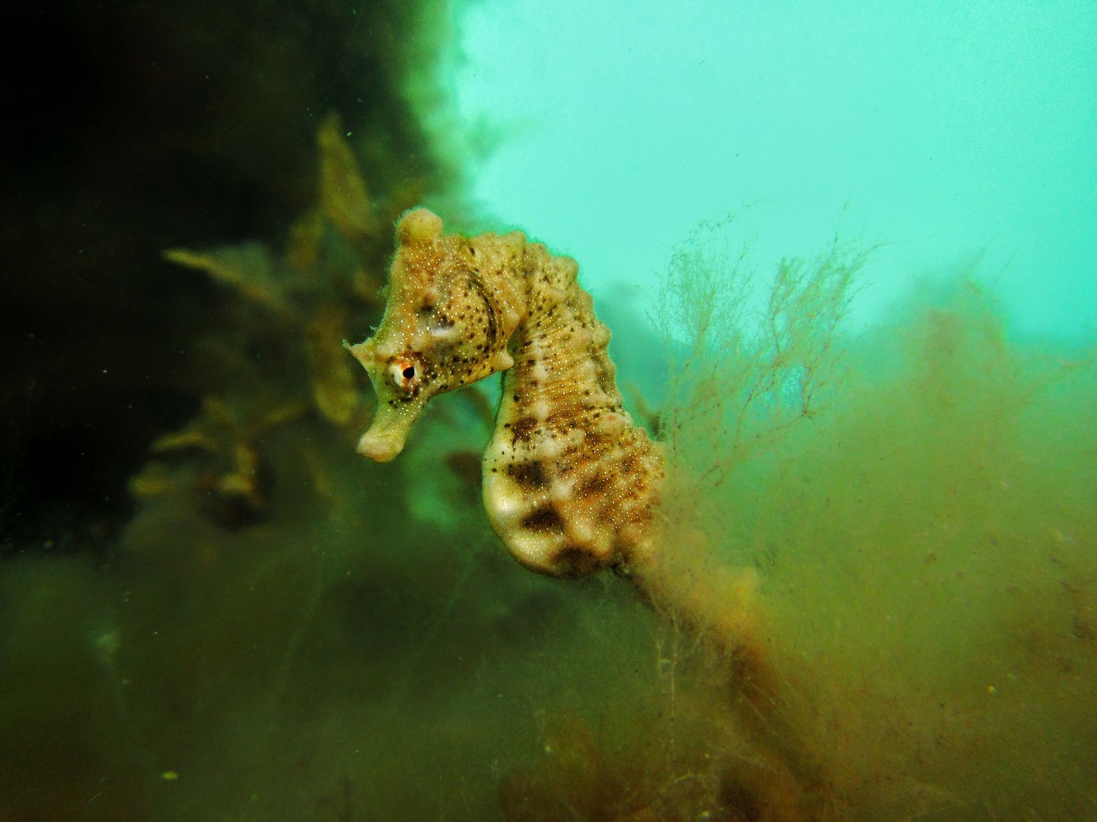 Primary photo of Rye (Rye Front Beach / dive sites)