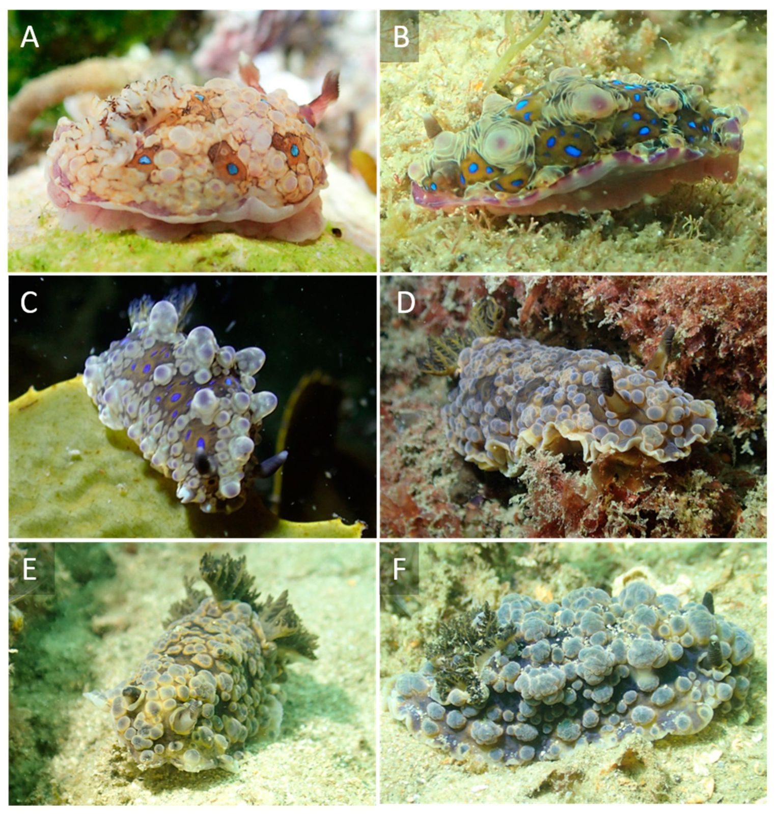 Primary photo of Sawtell Island (rocky reef)