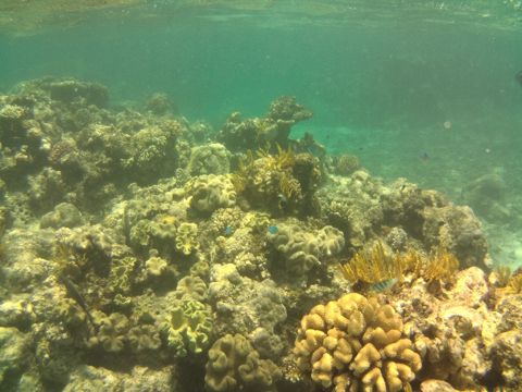 Photo of Saxon Reef