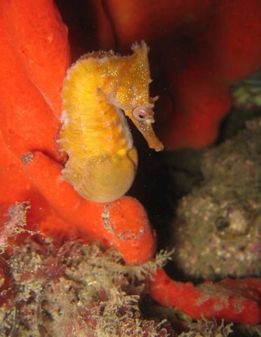 Photo of Seahorse Gardens