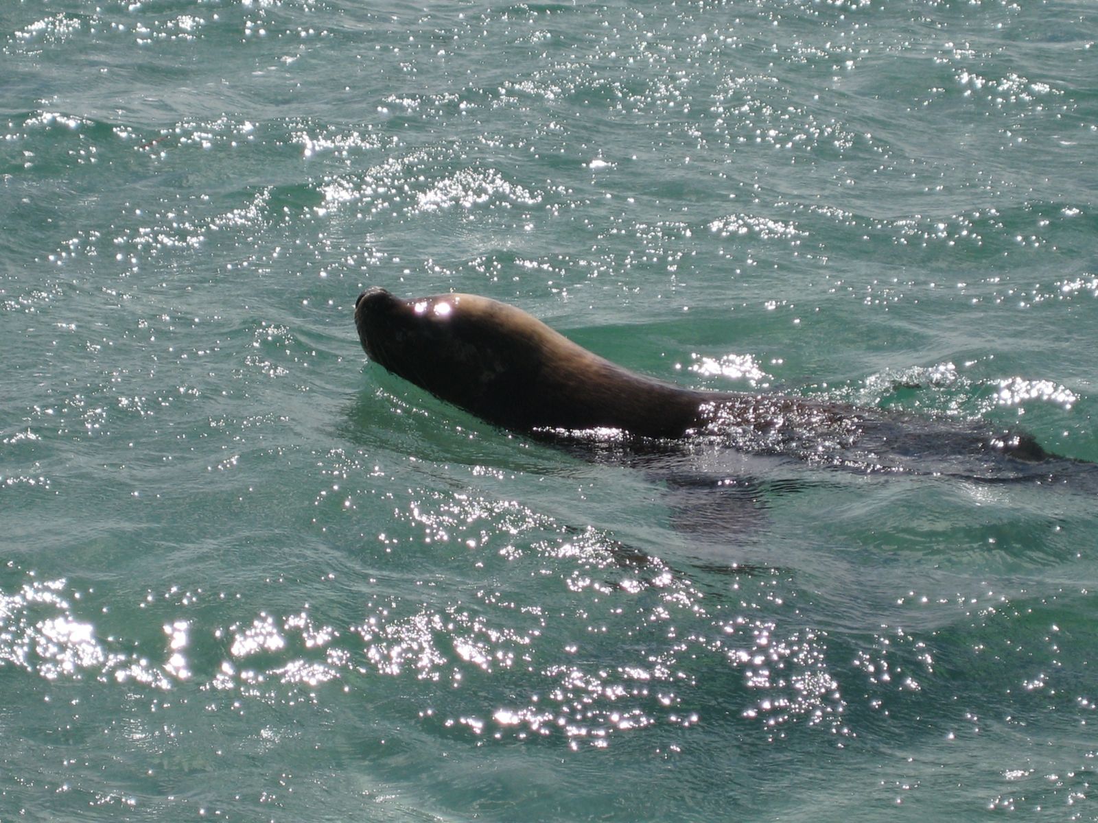 Primary photo of Seal Island Dive Sites