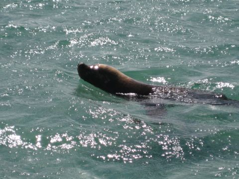 Photo of Seal Island Dive Sites