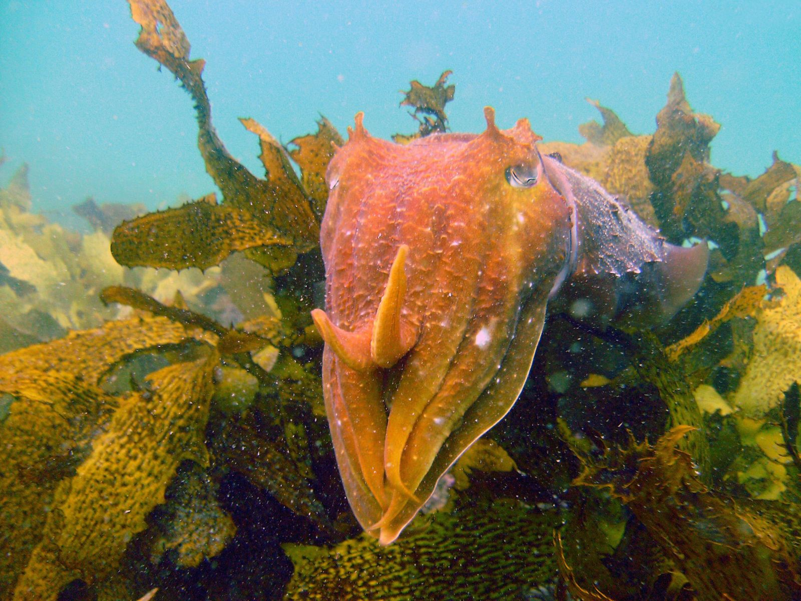Primary photo of Shelly Beach Lagoon (Shelly Beach)