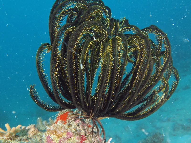 Primary photo of South Island (Lizard Island group)