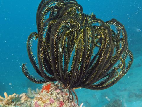 Photo of South Island (Lizard Island group)