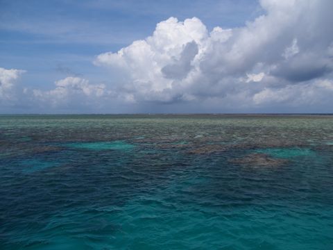 Photo of Split Bommie (Opal Reef)