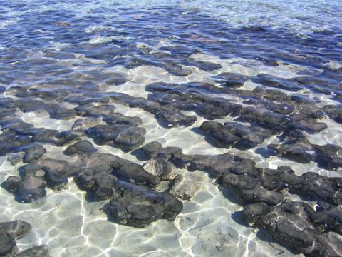 Photo of Stromatolite Snorkel Site (Hamelin Pool)