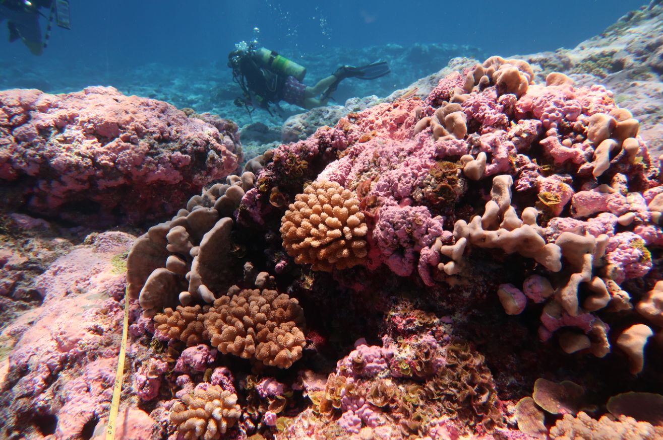 Primary photo of Swain Reefs (general area)