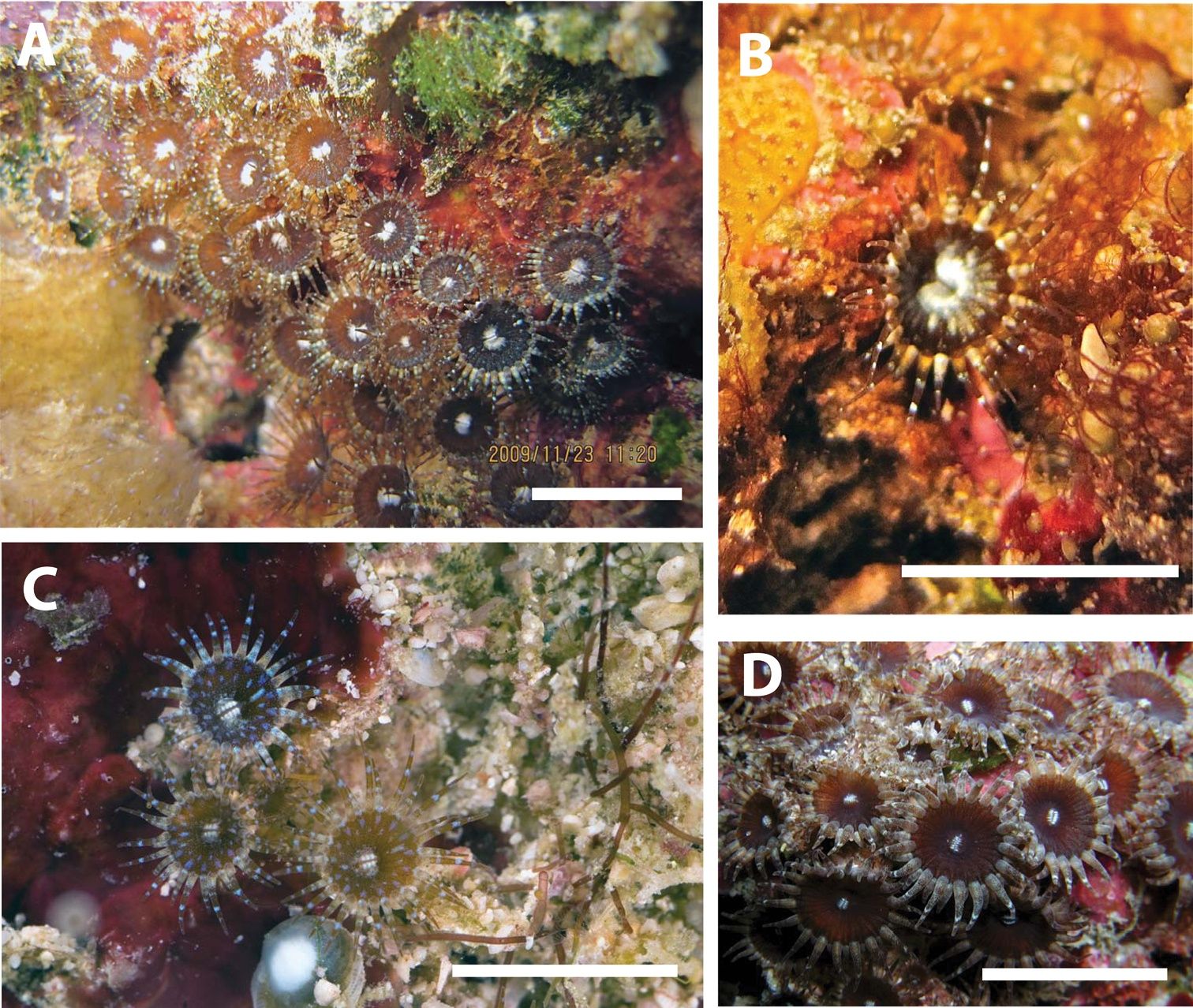 Primary photo of Sykes Reef