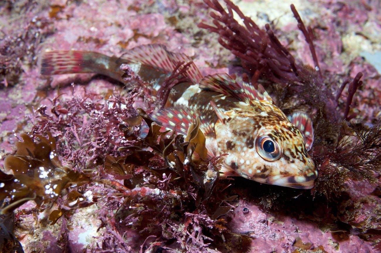 Primary photo of The Arches Marine Sanctuary