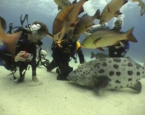 Photo of The Cod Hole