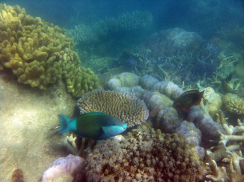 Photo of The Pinnacles, Hook Island