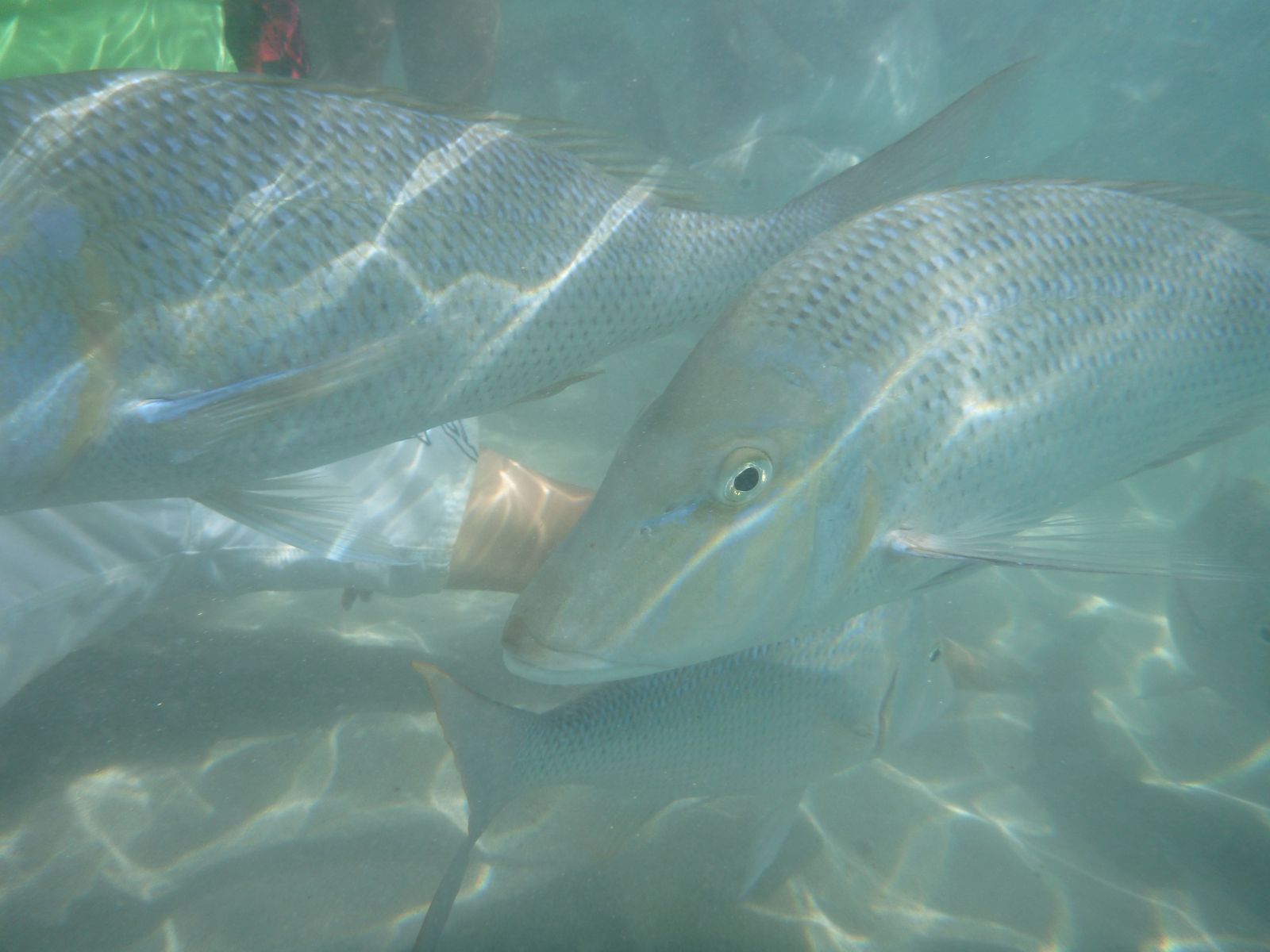 Primary photo of The V-Wall (Coral Bay)