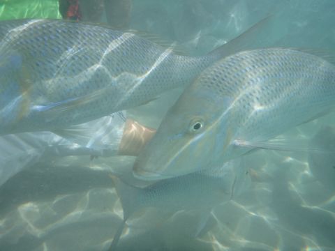 Photo of The V-Wall (Coral Bay)