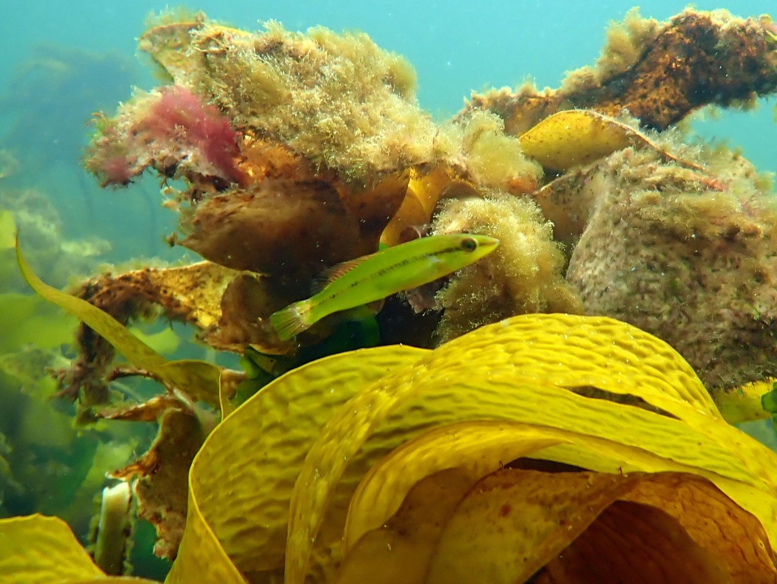 Primary photo of Tinderbox Marine Reserve