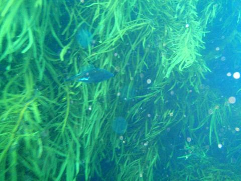 Photo of Trap Reef