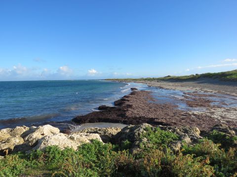 Photo of Woodman Point Snorkel