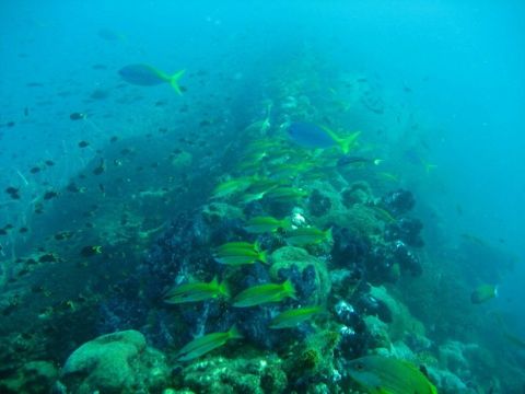 Photo of Yongala Wreck